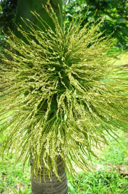 çiçek veya tarihleri palmiye ağacı yeşil palmiye bahçesinde üzerinde küçük meyve 