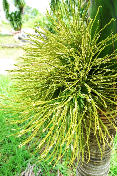 緑のヤシの庭で木にヤシの花や日付の小さい果物 — ストック写真