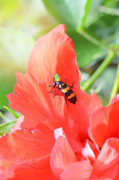 Insecte Sur Fleur Rouge Dans Jardin Insecte Jaune Scarabée Noir — Photo
