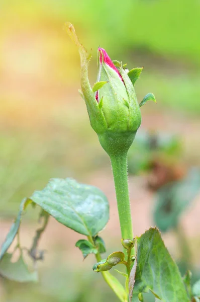 Rose Bloem Plant Natuur Achtergrond Bud Van Rood Roze Bloem — Stockfoto