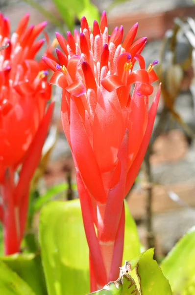 Бромелия Красный Цветок Закрыть Бромелия Растение Красным Цветом Саду — стоковое фото