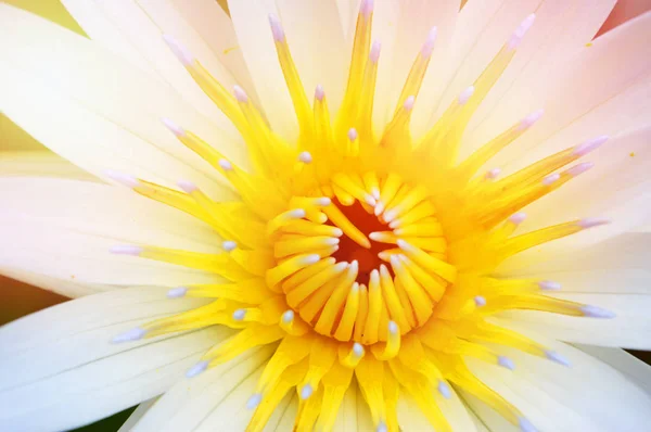 Water Lily Bloem Vijver Water Close Van Mooie Gele Witte — Stockfoto