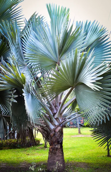 Grote Blad Palm Tree Tuin Park Decoratieve Planten Palmboom — Stockfoto