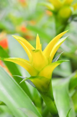 sarı bromeliad çiçek / güzel süs bitkileri bromeliad sarı çiçek doğa yeşil görüntü arka plan ile yeşil evde bahçe / renkli bromeliad aile tesisi, 