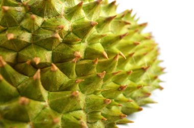 kabuk diken durian izole / tropikal meyve durian dikenli kabuğu 