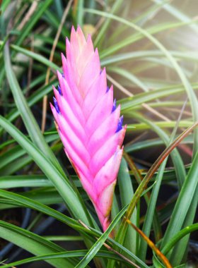 Mor bromeliad çiçek / güzel süs bitki yeşil evde bromeliad mor pembe çiçek doğa yeşil görüntü arka plan bahçe / renkli bromeliad aile bitki 