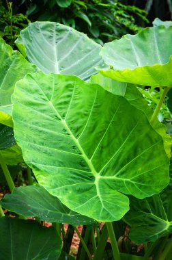 dev taro yaprak Yılanyastığıgiller / yeşil bitkiler su weeds tropikal orman - kulak fil yaprak (Alocasia Indica)