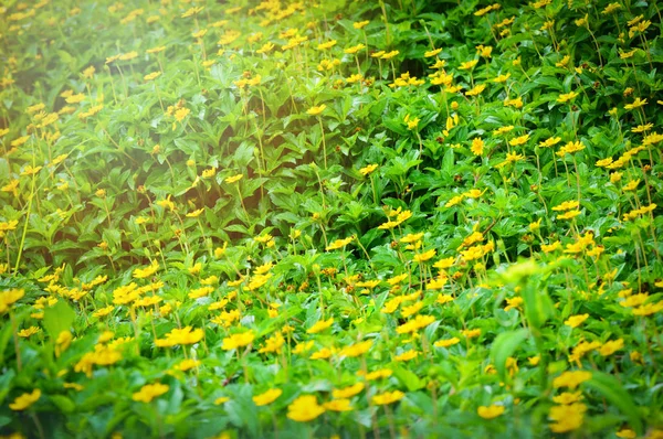 新加坡日报与绿叶植物自然绿色领域背景 小黄星花 — 图库照片