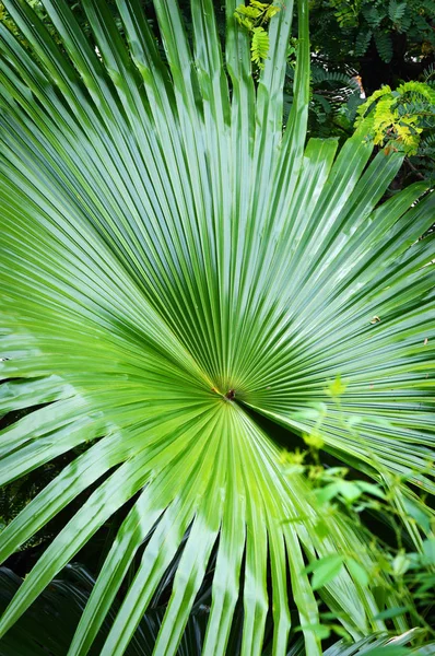 大きな緑の葉をパーム 大森林に成長しているヤシの木の熱帯植物葉の背景に — ストック写真