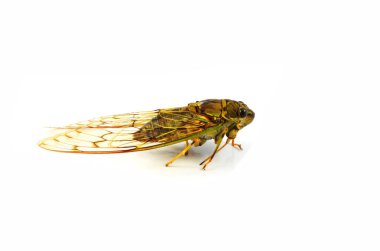 cicada isolated / wild insect cicada isolated on white background clipart