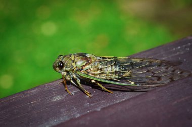 Cicada Bug , Cicada insect on wood on Green background. clipart