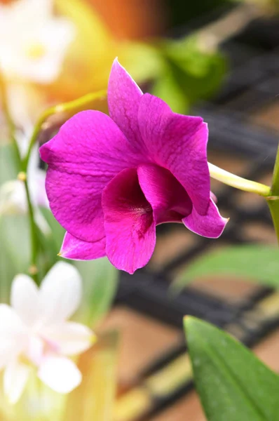 Fiore Viola Orchidea Giardino Estate Bella Viola Orchidea Natura Sfondo — Foto Stock
