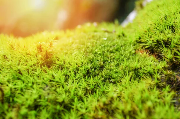 Primer Plano Verde Musgo Planta Árbol Hermosas Plantas Jóvenes Selva — Foto de Stock