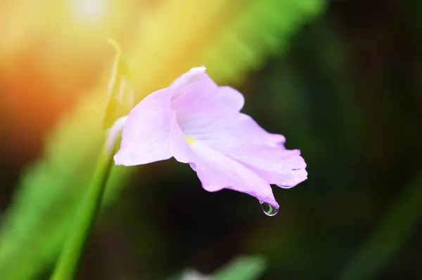 Růžové Květy Kapkami Přírodě Deštného Pralesa Pozadí — Stock fotografie