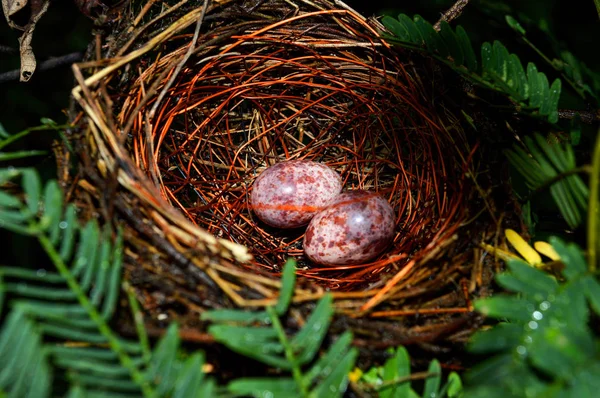 Nest Eier Von Vögeln Natürlichen Wald Zwei Eier Lila Nest — Stockfoto