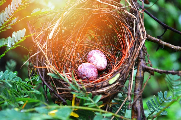 nest egg / Eggs of birds nested in natural forest - Two eggs purple in the nest with green leaf - bird nest on tree branch