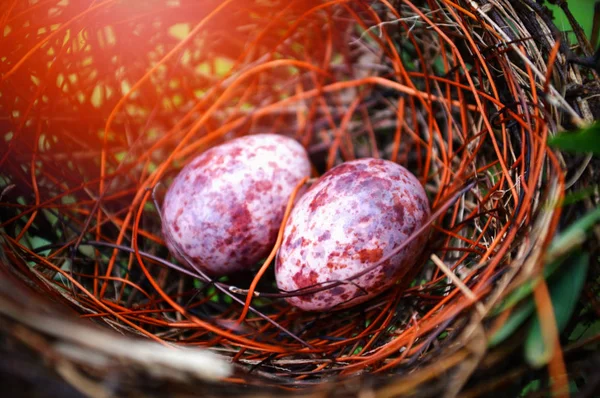 Nest Egg Jaja Ptaków Zagnieżdżone Naturalnym Lesie Dwa Jajka Fioletowy — Zdjęcie stockowe