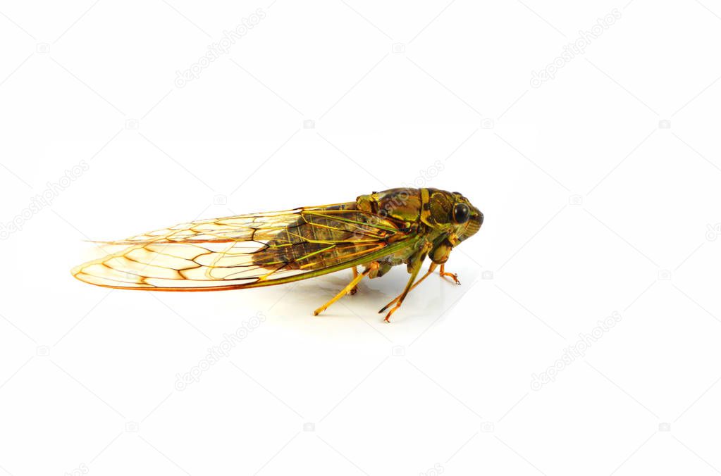 cicada isolated / wild insect cicada isolated on white background