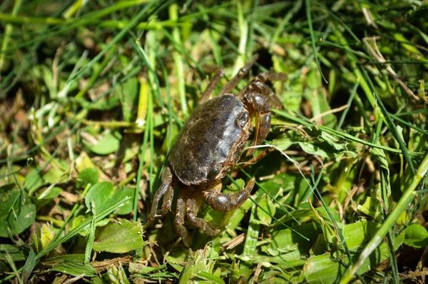 Feldkrabben Laufen Kleine Krabbe Auf Grünem Gras Reisfeld — Stockfoto