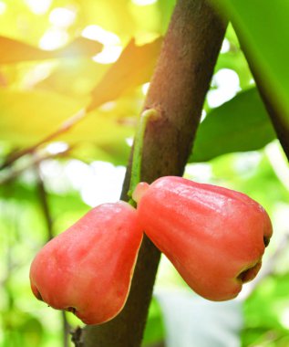 Rose elma ağacı üzerinde / ağaç bitki üzerinde Bahçe meyve taze kırmızı gül elma tropikal meyve ağaç doğa yeşil arka plan 