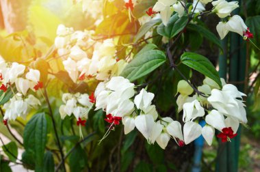 bagflower bitki / bahar gün ve beyaz bagflower ağaç çiçek bahçesi doğa arka plan üzerinde çiçeklenme 