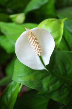 Beyaz antoryum çiçek / gölet Bahçe baharda anthurium çiçekleri tropikal bitki yakın çekim yaz günü (Anthurium andraeanum, Yılanyastığıgiller veya Arum)