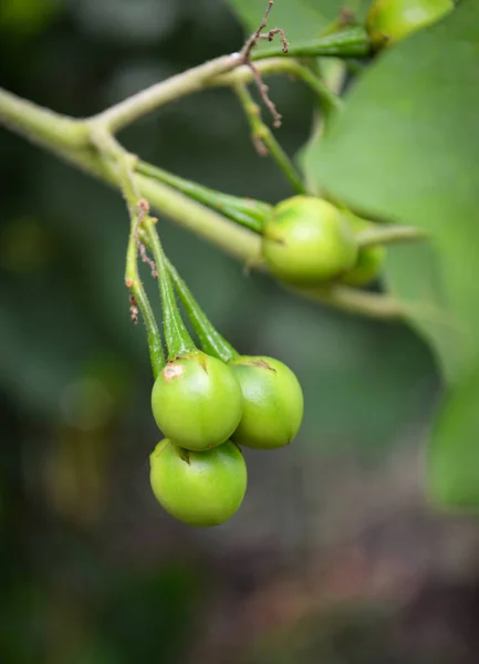 Turkije Berry Plant Boom Wild Aubergine Pea Aubergine Turkije Bessen — Stockfoto