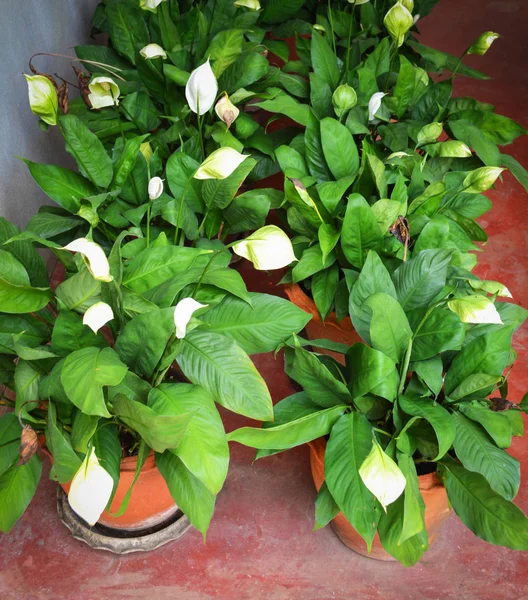 Anthurium Çiçekleri Beyaz Yeşil Tropikal Plat Süslemeleri Antoryum Çiçek Yaprak — Stok fotoğraf