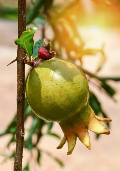 Green Pomegranate Tree Fresh Pomegranate Tropical Fruit Tree Garden Fruit — Stockfoto