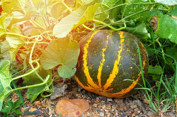 Cantaloupe Meloni Kasvi Keltainen Vihreä Meloni Tai Cantaloupe Thai Kasvaa — kuvapankkivalokuva
