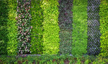 yeşil bitki arka plan / desen duvar bitki doku arka plan - yeşil yaprakları çeşitli türleri arka plan güzel doğa yeşil duvar flora renkli