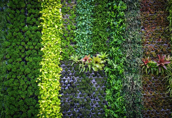 green plant background / pattern wall plant texture background - Green leaves Various types background beautiful nature green wall flora colorful