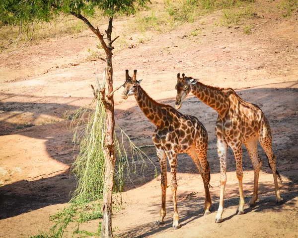 Giraf Het Wild Jonge Giraffe Bladeren Boom Eten Bovenaanzicht Afrika — Stockfoto