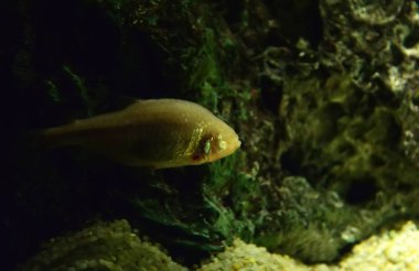 Balık mağara / kör bave balık veya Meksika tetra yüzme sualtı (Astyanax fasciatus mexicanus Mağarası) 