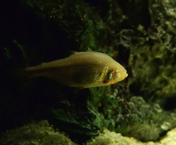 洞穴鱼 盲鱼或墨西哥茶在水下的洞穴游泳 仙人掌鱼 — 图库照片