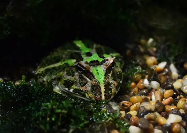 Grüner Gehörnter Frosch Der Chachoan Gehörnte Frosch Versteckt Sich Auf — Stockfoto