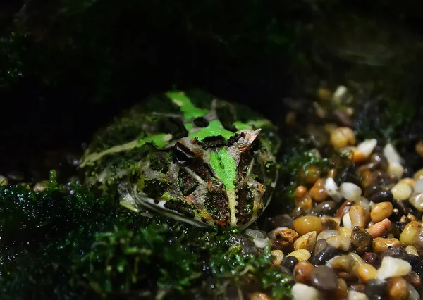 Rana Cuernos Verdes Rana Cuernos Chachoan Ocultar Las Rocas Grava —  Fotos de Stock