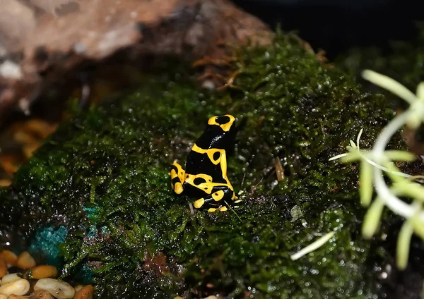 Gift Frosch Gift Gelbband Pfeilgiftfrosch Auch Bekannt Als Gelbkopf Pfeilgiftfrosch — Stockfoto