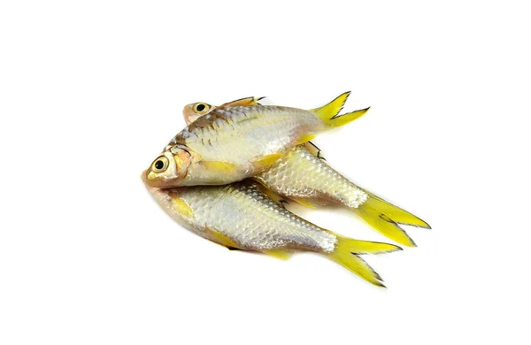 Peces Pequeños Aislados Siameses Peces Carpa Barro Aislados Blanco Peces — Foto de Stock