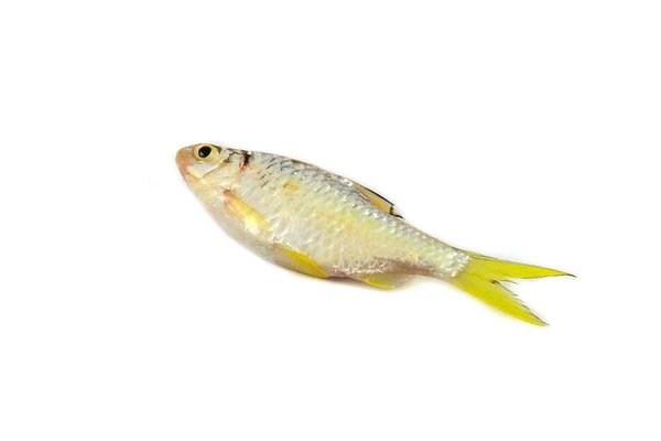 Kleine Vis Geïsoleerd Siamese Modder Karper Vissen Geïsoleerde Wit Gele — Stockfoto