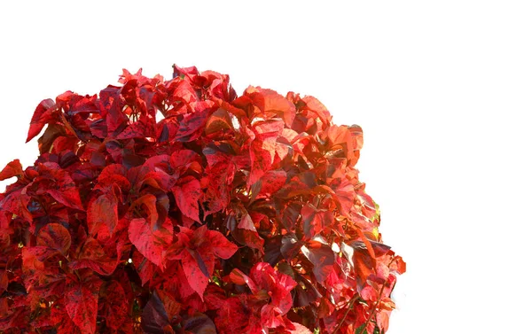 ブッシュの赤い葉が分離 観賞植物庭の木に色鮮やかな赤い葉が白い背景で隔離の前の庭に飾る — ストック写真
