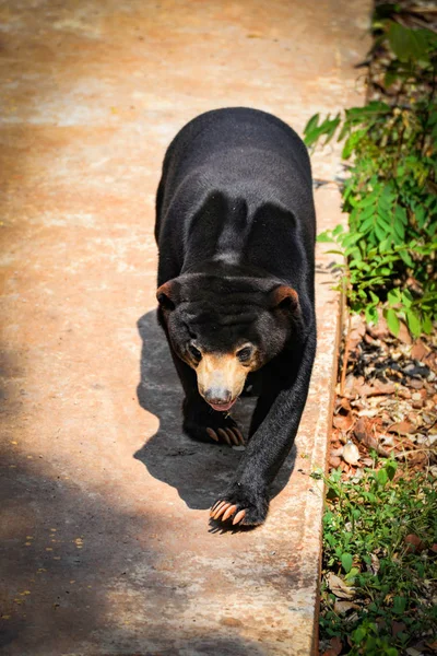 Черный Солнечный Медведь Гуляет Малайский Солнечный Медведь Летом Национальном Парке — стоковое фото