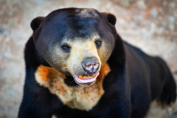 black sun bear standing / close up malayan sun bear on summer in the national park - Helarctos malayanus