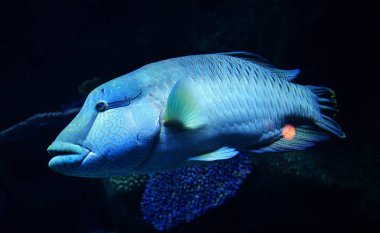 Humphead maori wrasse balık / deniz yaşamı sualtı okyanus (Cheilinus undulatus yüzme Napoleon balık)