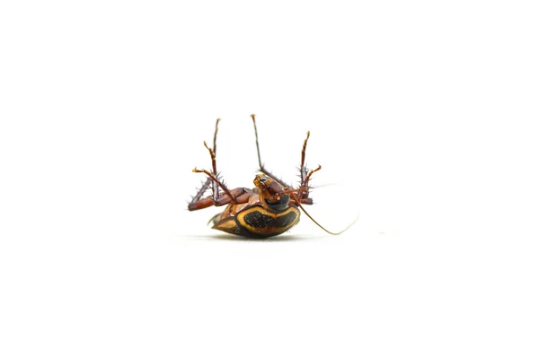 Cucaracha Aislada Muerta Tumbada Insecto Cucaracha Aislado Sobre Fondo Blanco —  Fotos de Stock