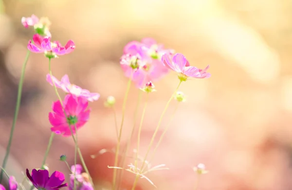 Alan Cosmos Çiçek Evren Bitkinin Renkli Çiçek Açan Bahar Çiçek — Stok fotoğraf