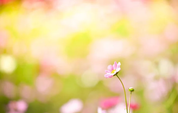 Alan Cosmos Çiçek Evren Bitkinin Renkli Çiçek Açan Bahar Çiçek — Stok fotoğraf