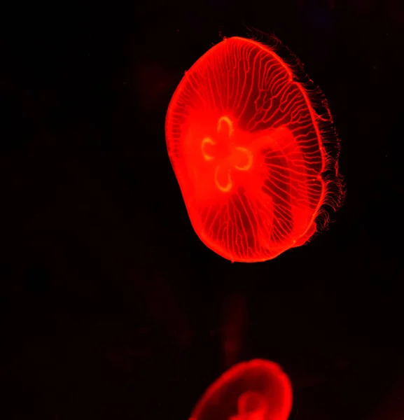 Medusas Nadando Mar Lua Medusa Vermelho Nadando Vida Marinha Oceano — Fotografia de Stock