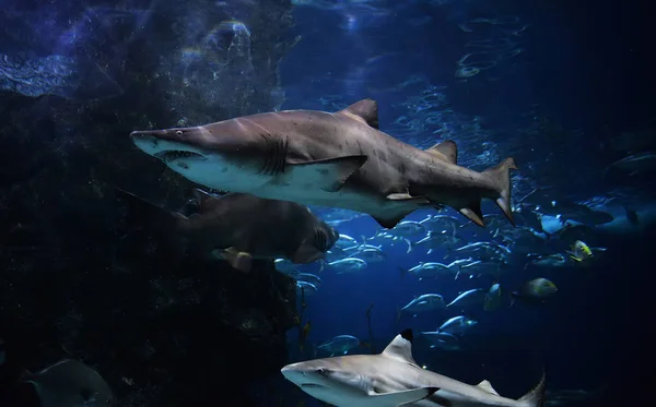 鲨鱼图片水下海洋 大白鲨游泳海洋生物在海洋水下 大的锯齿状牙齿鲨或沙虎鲨 — 图库照片
