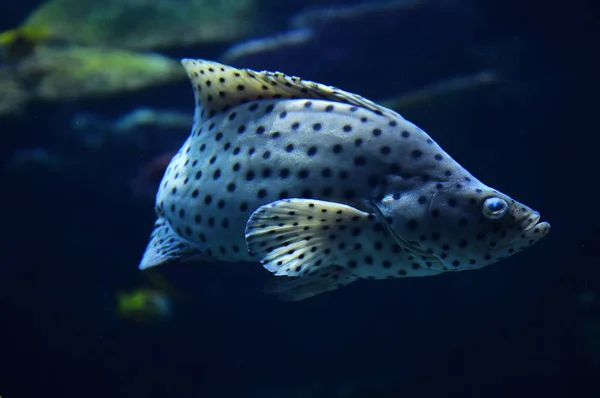 Баррамундська Тріска Груша Риба Плавання Морське Життя Підводний Океан Риба — стокове фото